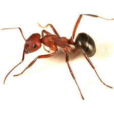 Terminix provides quick local ant extermination & control. Ants Poulin S Pest Control