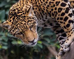 Animals Plants San Diego Zoo Animals Clouded Leopard San Diego Zoo