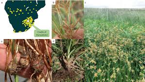 Image result for Cyperus margaritaceus