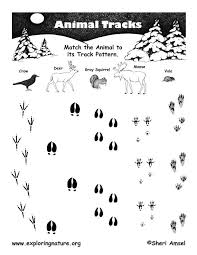 Animal Tracks Animal Tracks Animal Tracks In Snow North American Animals