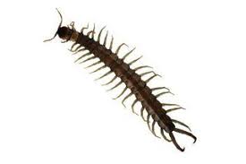 Natural Products That Repel Centipedes Hunker Centipede Insect Spray Garden Pests