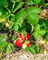 A new, easy way to get landscaping in south windsor. Local Strawberry Season Has Arrived Tolland Ct Patch