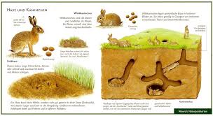 Hase Und Kaninchen Kaninchen Kaninchenbau Hase