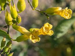 Image result for Nicotiana glauca