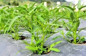 Tanaman kangkung ini memang banyak di jumpai di kawasan asia, berasal dari daerah india, dan menyebar ke berbagai negara asia seperti myanmar, cina, afrika, australia dan tentunya indonesia. Cara Menanam Kangkung Darat Organik Ini Dia Tahapanya