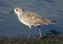 Image result for Plicosepalus amplexicaulis