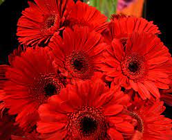 Free Image On Pixabay Gerberas Red Red Flower Nature Red Flowers Gerberas Flowers