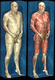 Anatomy of male muscular system, exercise and muscle guide. Views Of The Visible Human Male Skin Surface And Bone And Muscles Download Scientific Diagram