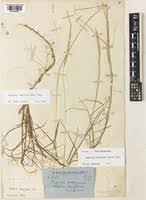 Image result for Panicum brevifolium