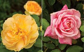 Great maiden's blush is a classic among old garden roses. Get Back To Basics With Heirloom Roses Southern Lady Mag