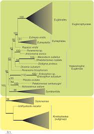 Frontiers Phylogeny And Classification Of Euglenophyceae
