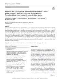 Image result for Gnidia chapmanii