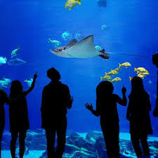 The Aquarium Watch Full Episodes More Animal Planet In 2020 Animal Planet Watch Full Episodes Animals