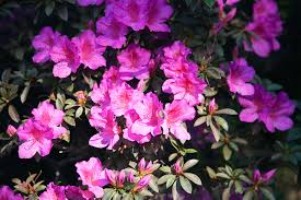 What plants or flowers grow all year long & will not die?. Best Pot Plants For Sun And Shade Burke S Backyard