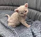 Selkirk Rex Kittens for Sale & Cats for Adoption | Sweetie ...
