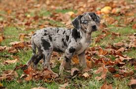 Catahoula Leopard Dog