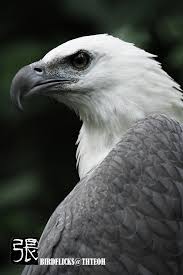 Birds Of Prey Pictures White Bellied Sea Eagle Eagle Pictures Birds Of Prey Raptors Bird