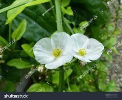 Image result for Alismataceae