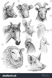 Domestic Farm Animals Head Portrait Collection Illustration Drawing Engraving Ink Line Art Vectorhead Portrait Collection D Animal Heads Animals Drawings