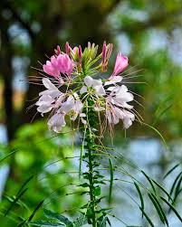 Check spelling or type a new query. Cleome Wikipedia