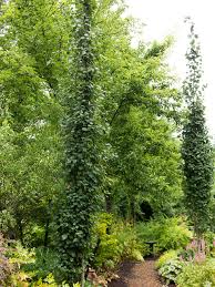 Hydrangeas are beautiful flowering shrubs, and panicle hydrangeas can work as small trees, growing up to 25 feet tall and wide. Narrow Trees For Tight Garden Spaces