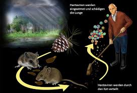 Although it's possible to get hantavirus infection from a mouse or rat bite, such infections are rare. Grippe Oder Doch Das Hantavirus Hausarztpraxis Im Innenhof