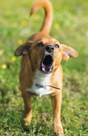 Barking loob uusi parkimiskohti eraparklates. Barking Dogs City Of Wanneroo