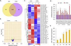There are plenty of etfs that offer big things in small packages. Cryptotanshinone Protects Cartilage Against Developing Osteoarthritis Through The Mir 106a 5p Glis3 Axis Molecular Therapy Nucleic Acids