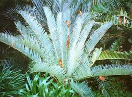 Image result for Encephalartos umbeluziensis