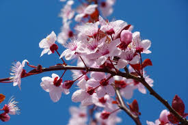 Note that this there are many many more tools made by cherry somewhere online. The Best Cherry Blossom For Spring The Garden Design Co