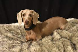 Isabella Miniature Dachshund Dachshund Puppies Miniature Dachshund Miniature Dachshunds