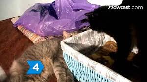 If you're not sure why your pets are in disagreement, the first thing to do is observe them and look for triggers of unwanted behavior throughout the day: How To Get Two Cats To Get Along Youtube