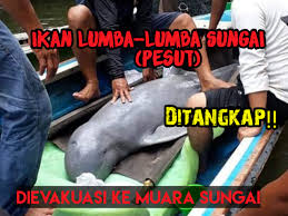 Hewan yang sering disebut ikan. Video Akhirnya Ikan Lumba Lumba Sungai Atau Pesut Viral Di Pelalawan Dievakuasi Segmen News