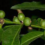 Image result for Polysphaeria pedunculata