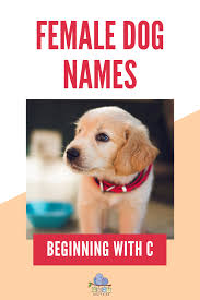 These names are the best and cutest ideas! Female Dog Names C In 2020 Dog Names Female Dog Names Cute Names For Dogs