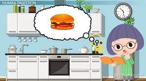 Which Of The Following Is Not A Function Of The Digestive System A Chemical And Enzymatic Breakdown Of Large Organic Nutrient Molecules B The Movement Of Nutrient Molecules Into The Lumen Of
