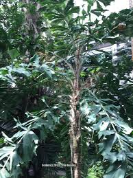 Image result for Aiphanes horrida