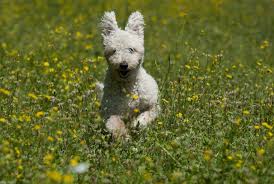 Gina dinardo, vice president of the american kennel club, lends her expertise on which dog breeds make the best companions for trekking the world. Pumi America S Newest Dog Breed Time