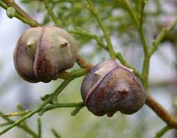 الـسـنـدروس Vegetables Eggplant Food