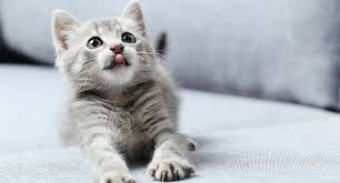 ‪June is Adopt-A-Shelter-Cat Month | Channel Islands Veterinary Hospital‬‏