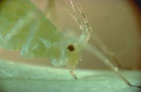 Pest creates lot of damage in our productivity by sinkage them. Sucking Pests Insects In The City