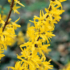 Forsythia X Intermedia Lynwood Garden Shrubs Forsythia Plants