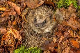 Igel halten winterschlaf von november bis märz. Warum Halten Igel Einen Winterschlaf