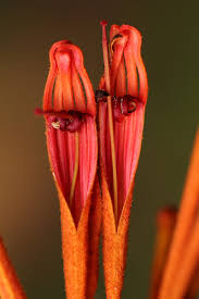 Image result for Phragmanthera usuiensis