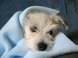 Black And White Maltese Chihuahua Mix Pin On Animals I Love