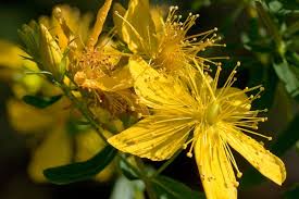 Scopri la pianta di iperico (hypericum) ✿ leggi i consigli su come coltivare e prendersi cura della iperico (hypericum) ➤ caratteristiche, proprietà e cura dell'iperico. Iperico Inherba Il Mondo Delle Piante Aromatiche Oli Essenziali Estrazione D Essenze E Rimedi Cure Naturali