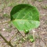 Image result for Vitex madiensis