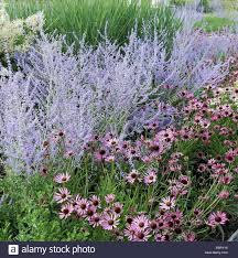 Check spelling or type a new query. Perovskia Blue Spire Agm Twice 1 5 M Height Perovskia Blue Spire Lawn Alternatives Plant Combinations