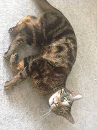 If your cat is overweight, build a lightweight wooden box frame that you can wrap the fleece hammock around. Cat Enrichment Diy 70 Indoor Cat Happiness Ideas