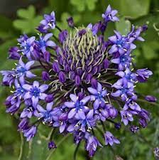 Auf einem hochbeete oder am weg), denn die dunkelblauen blüten besitzen keine besondere fernwirkung, ausgenommen die der sorte 'spring beauty'. Amethyst Blaustern Scilla Litardierei